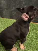 Black, a female French Bulldog for sale in Chapin, SC – Photo 2 of 10