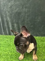 Black, a female French Bulldog for sale in Chapin, SC – Photo 7 of 10