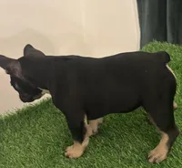 Black, a female French Bulldog for sale in Chapin, SC – Photo 10 of 10