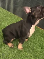 Black, a female French Bulldog for sale in Chapin, SC – Photo 9 of 10