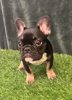 Black, a female French Bulldog for sale in Chapin, SC – Photo 4 of 10