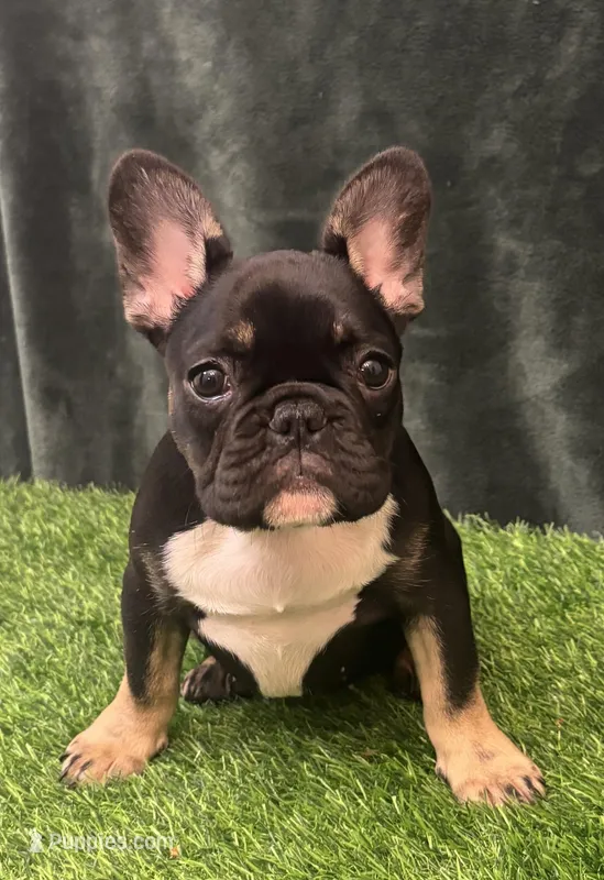Black – French Bulldog puppy for sale in Chapin, SC