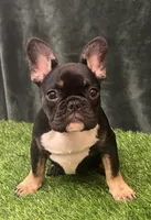 Black, a female French Bulldog for sale in Chapin, SC – Photo 1 of 10