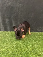 Black, a female French Bulldog for sale in Chapin, SC – Photo 5 of 10