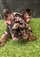 Spot , a male French Bulldog for sale in Chapin, SC – Photo 2 of 10