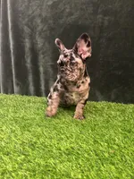 Spot , a male French Bulldog for sale in Chapin, SC – Photo 3 of 10