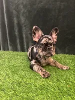 Spot , a male French Bulldog for sale in Chapin, SC – Photo 4 of 10