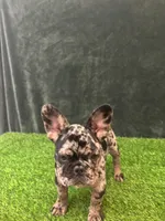Spot , a male French Bulldog for sale in Chapin, SC – Photo 7 of 10
