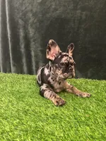 Spot , a male French Bulldog for sale in Chapin, SC – Photo 1 of 10