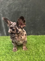 Spot , a male French Bulldog for sale in Chapin, SC – Photo 6 of 10