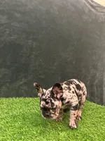 Spot , a male French Bulldog for sale in Chapin, SC – Photo 9 of 10