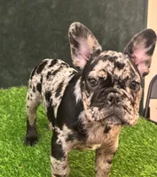 Spot , a male French Bulldog for sale in Chapin, SC – Photo 8 of 10