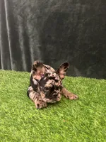 Spot , a male French Bulldog for sale in Chapin, SC – Photo 5 of 10