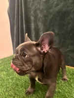 Gray, a female French Bulldog for sale in Chapin, SC – Photo 2 of 10