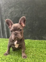 Gray, a female French Bulldog for sale in Chapin, SC – Photo 7 of 10