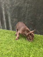 Gray, a female French Bulldog for sale in Chapin, SC – Photo 4 of 10