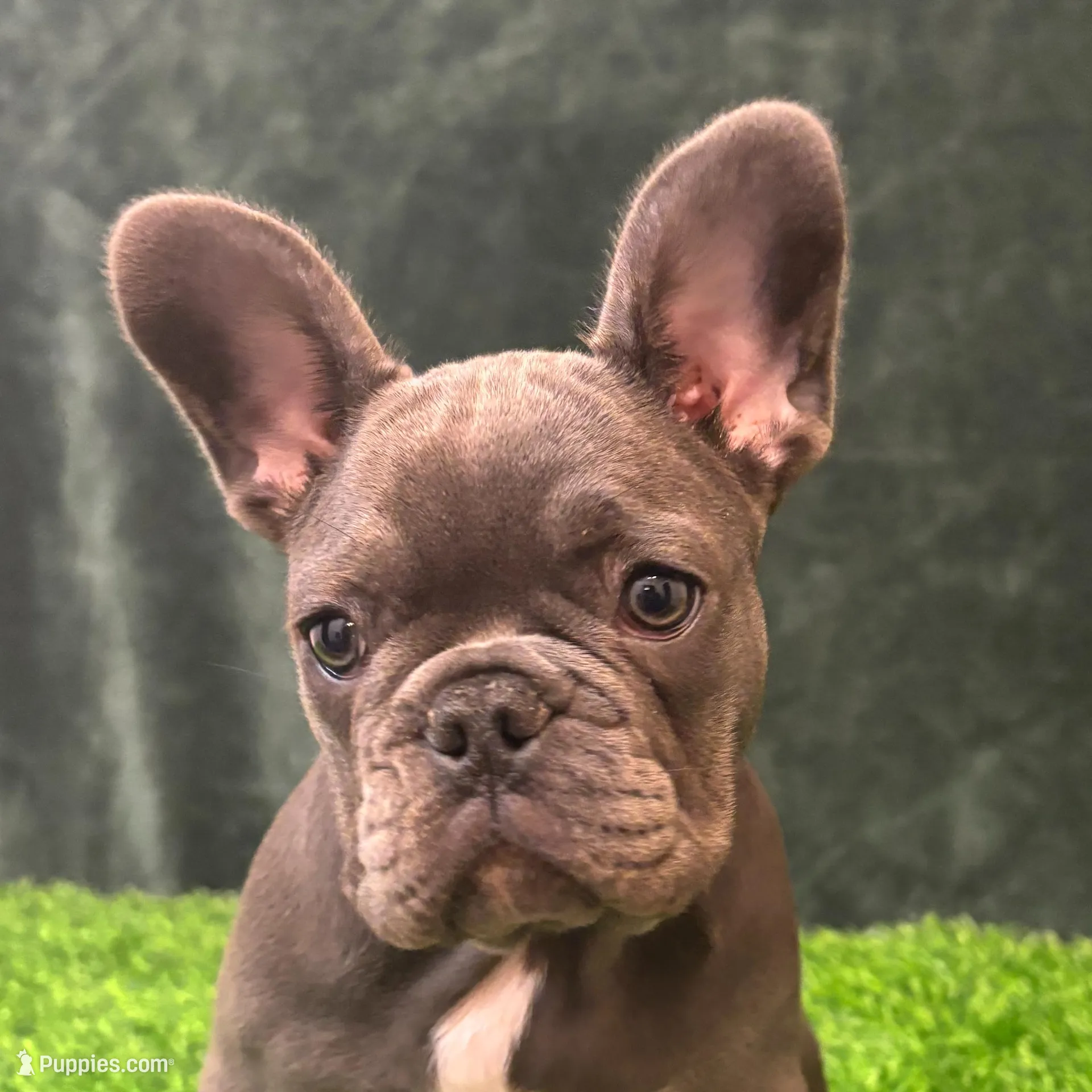 Gray, a female French Bulldog for sale in Chapin, SC – Photo 10 of 10