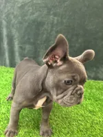 Gray, a female French Bulldog for sale in Chapin, SC – Photo 5 of 10