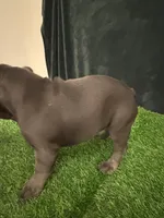 Gray, a female French Bulldog for sale in Chapin, SC – Photo 9 of 10