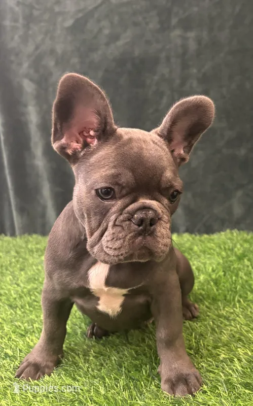 Gray – French Bulldog puppy for sale in Chapin, SC
