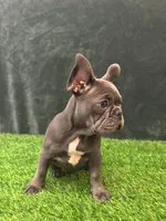 Gray, a female French Bulldog for sale in Chapin, SC – Photo 6 of 10