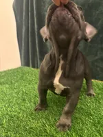 Gray, a female French Bulldog for sale in Chapin, SC – Photo 3 of 10