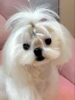 Stunning Boy!!, a male Maltese for sale in Covington, KY – 1 of 4