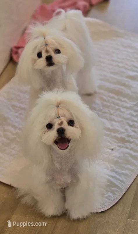 Gorgeous Boy – Maltese puppy for sale in Covington, KY