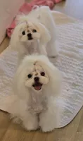 Gorgeous Boy, a male Maltese for sale in Covington, KY – 1 of 3