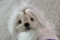 Beautiful Boy, a male Maltese for sale in Covington, KY – Photo 2 of 4
