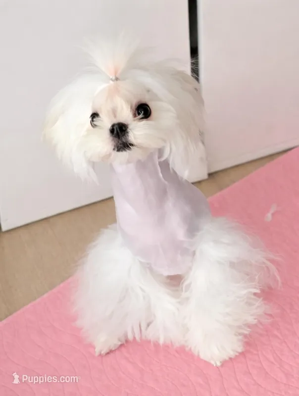 Beautiful Boy – Maltese puppy for sale in Covington, KY