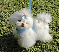 Beautiful Boy, a male Maltese for sale in Covington, KY – Photo 4 of 4
