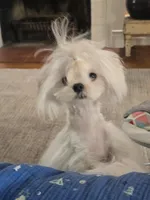 Beautiful Boy, a male Maltese for sale in Covington, KY – Photo 3 of 4