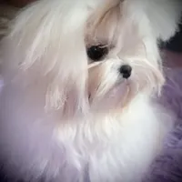 Stunning Tiny, a female Maltese for sale in Covington, KY – Photo 7 of 10