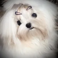 Stunning Tiny, a female Maltese for sale in Covington, KY – Photo 1 of 10