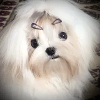 Stunning Tiny, a female Maltese for sale in Covington, KY – Photo 9 of 10
