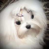 Stunning Tiny, a female Maltese for sale in Covington, KY – Photo 3 of 10
