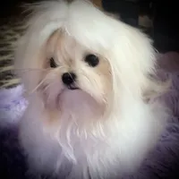 Stunning Tiny, a female Maltese for sale in Covington, KY – Photo 2 of 10