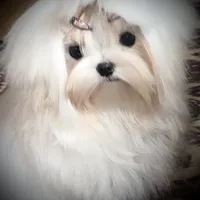Stunning Tiny, a female Maltese for sale in Covington, KY – Photo 8 of 10