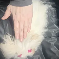 Stunning Tiny, a female Maltese for sale in Covington, KY – Photo 10 of 10