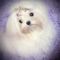 Stunning Tiny, a female Maltese for sale in Covington, KY – Photo 4 of 10