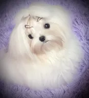 processed/7f8ec64b-7a4c-49b3-b2aa-a6ac0ba5af08/listing/3ee0ce36-0fbd-4895-b772-d5fe6506937d/57bff690-08bd-4b04-8f39-711fc72b0e9a