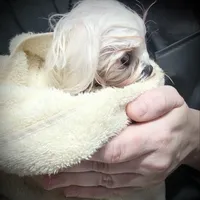 Stunning Tiny, a female Maltese for sale in Covington, KY – Photo 6 of 10