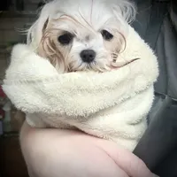 Stunning Tiny, a female Maltese for sale in Covington, KY – Photo 5 of 10