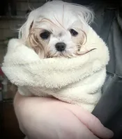 processed/7f8ec64b-7a4c-49b3-b2aa-a6ac0ba5af08/listing/3ee0ce36-0fbd-4895-b772-d5fe6506937d/7317c199-7590-4eee-a043-aa45e369c0bf