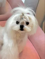 Stunning Boy!!, a male Maltese for sale in Covington, KY – 2 of 4