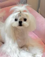 Stunning Boy!!, a male Maltese for sale in Covington, KY – 2 of 3