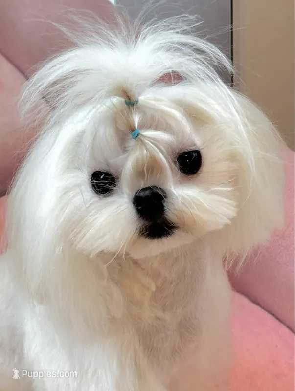 Stunning Boy!! – Maltese puppy for sale in Covington, KY