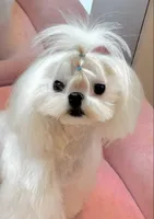 Stunning Boy!!, a male Maltese for sale in Covington, KY – 3 of 3