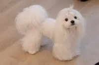 Gorgeous Girl, a female Maltese for sale in Covington, KY – 2 of 3